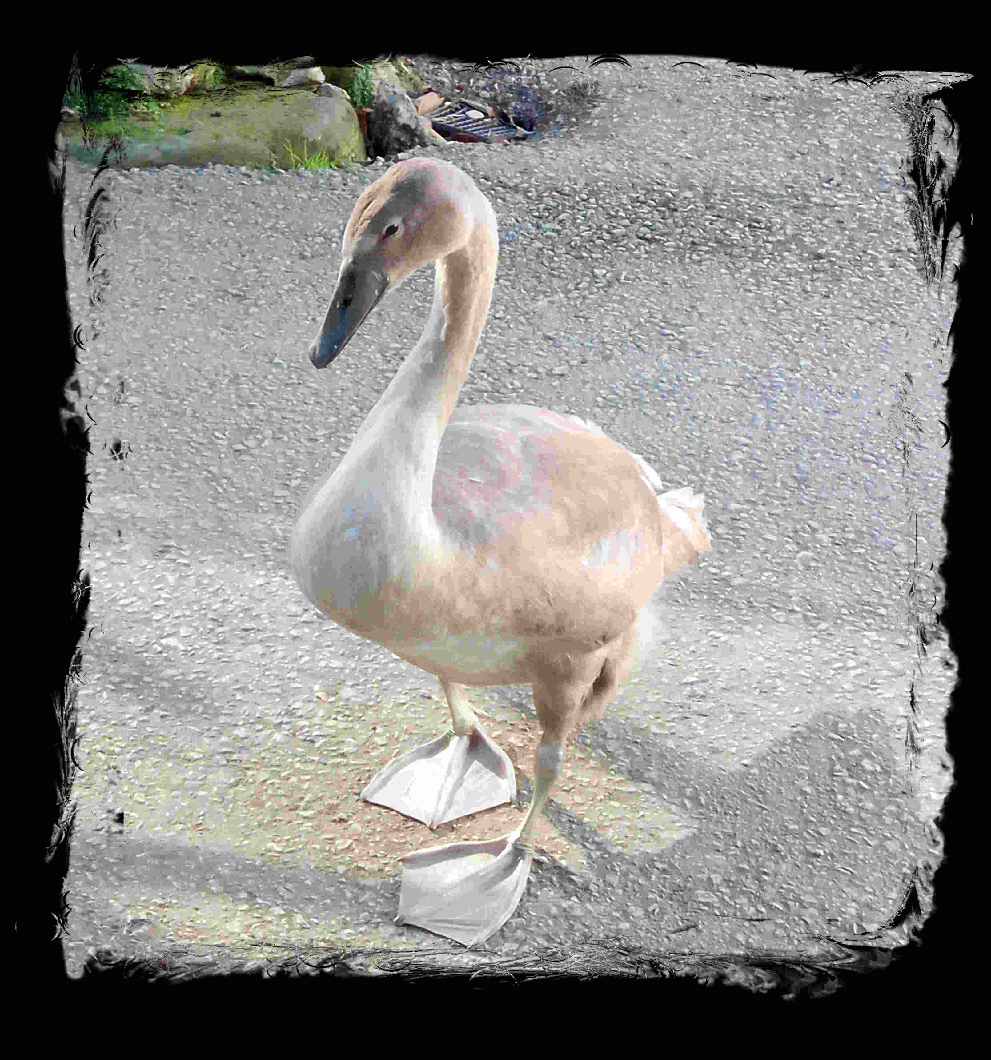 baby swan